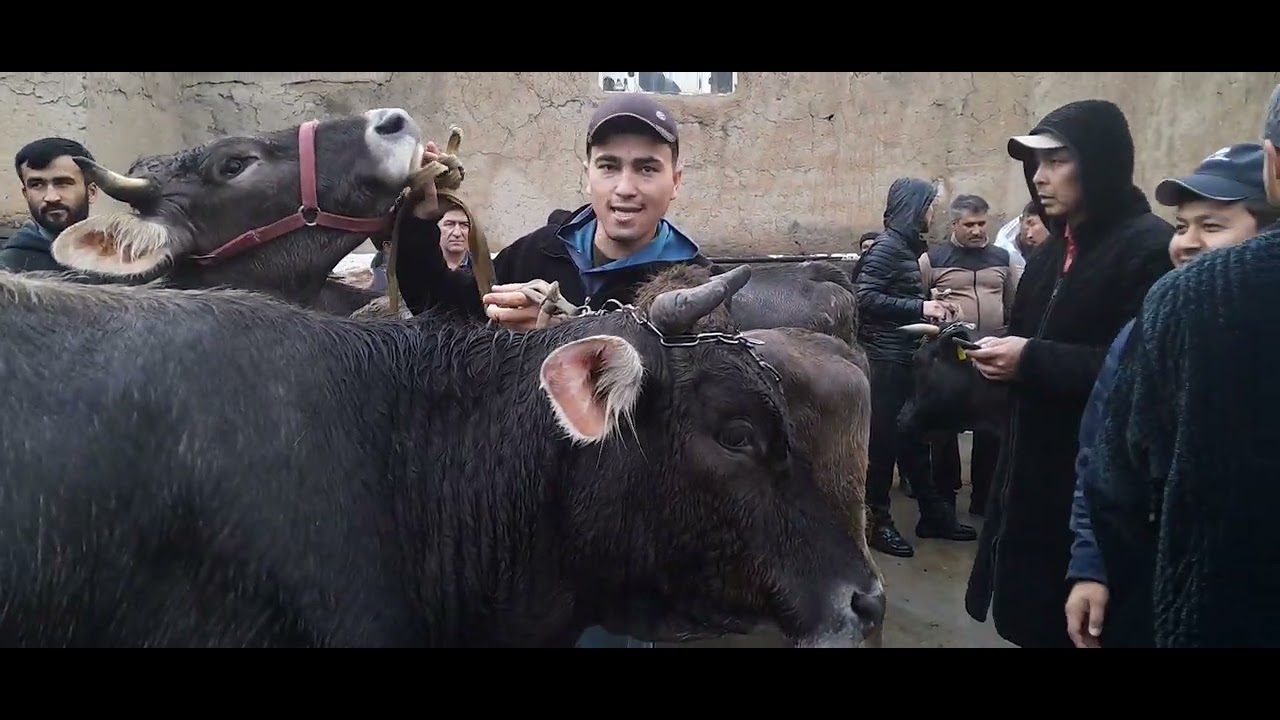 KITOB MOL BOZORI 