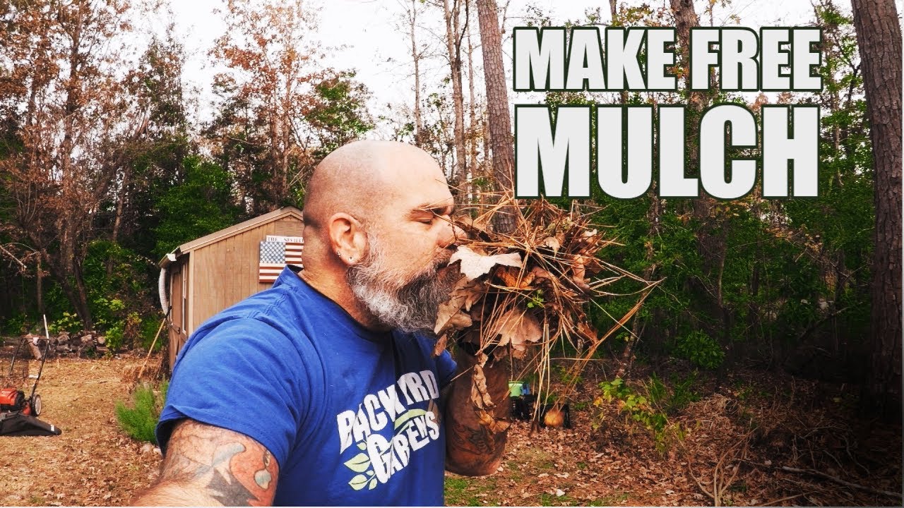 Using leaves AS mulch is free and good for compost