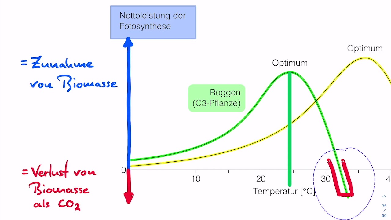 Fotosyntheserate bei C3  und C4 Pflanzen