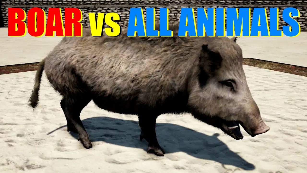 Far Cry 4 Animal Fight - Wild Boar vs All Animals Battles