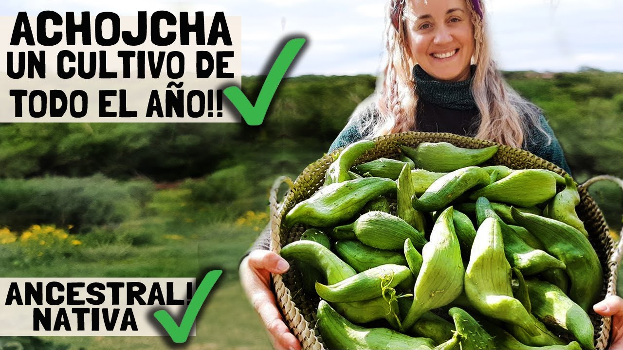 АЧОДЧА: КРУГЛОГОДИЧНЫЙ УРОЖАЙ! Древний и местный! | Как посадить, собрать и приготовить!