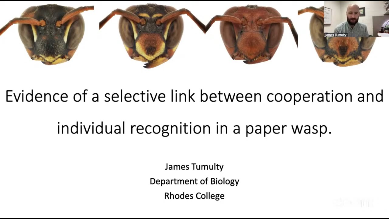 James Tumulty: Selective link between cooperation, individual recognition in paper wasp (23Sept2025)