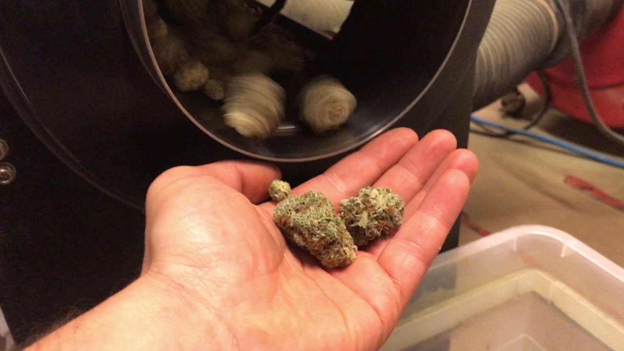 Dry Trimming With The Shearline Original