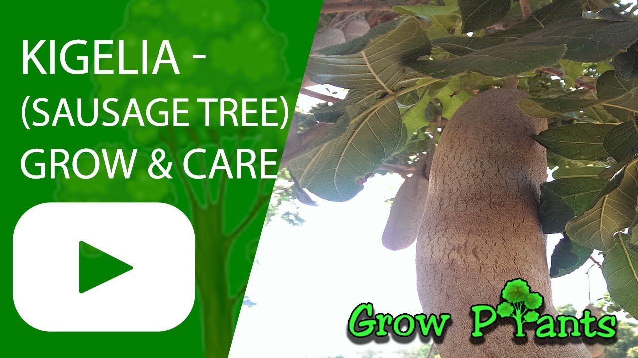 Kigelia - Sausage tree - growing and care