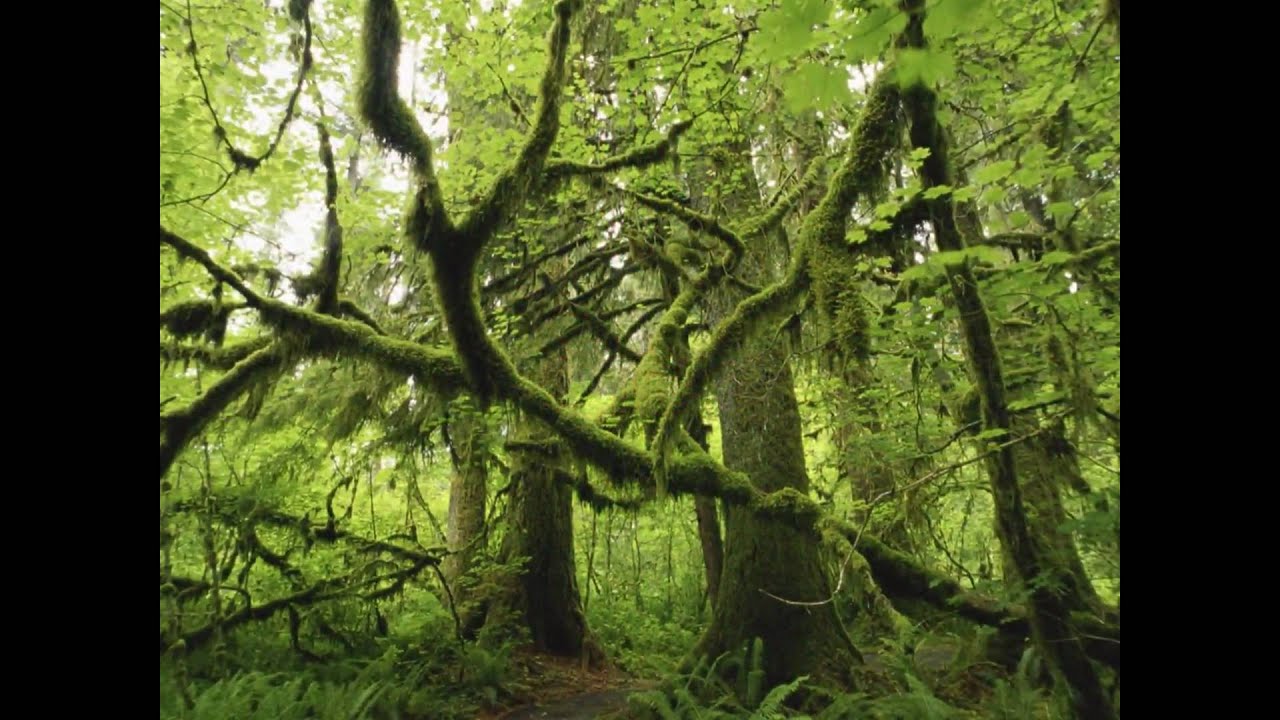 ORACION   ANTES DE QUE AMANEZCA  (POEMA)