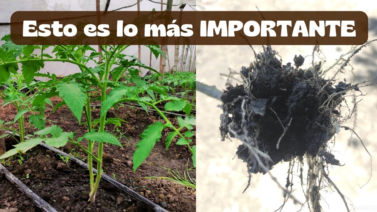 ESTO ES LO MÁS IMPORTANTE PARA PRODUCIR MÁS TOMATES - Secreto revelado