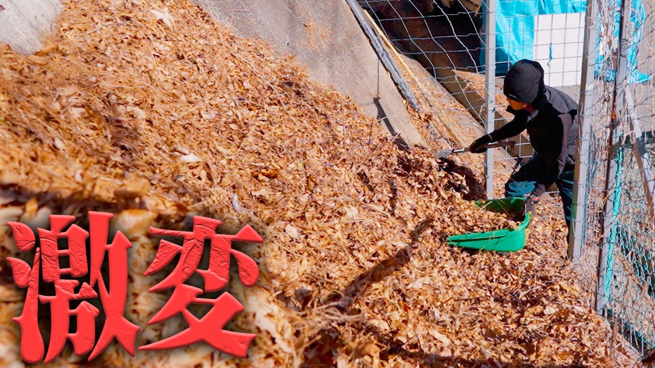 【地獄】山が大変だ‼️落ち葉集めの領域を超えている… #715
