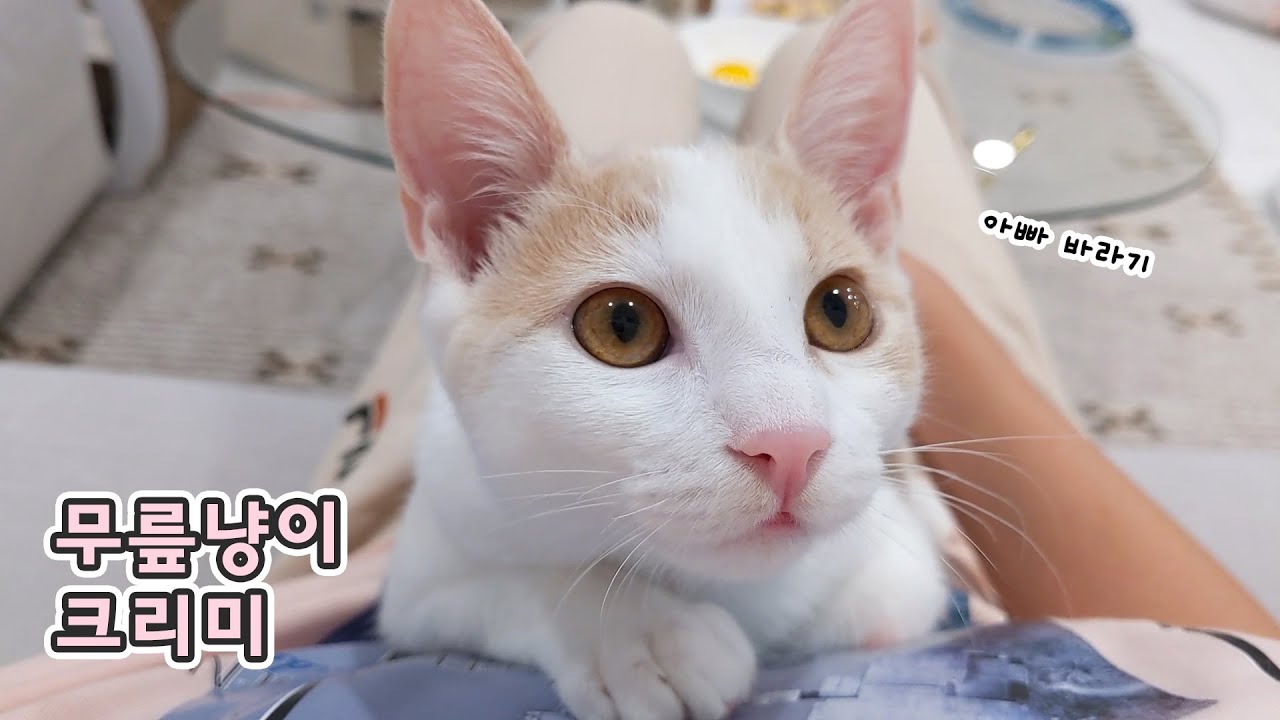 무릎냥이 크리미 애교에 아빠 녹는다아