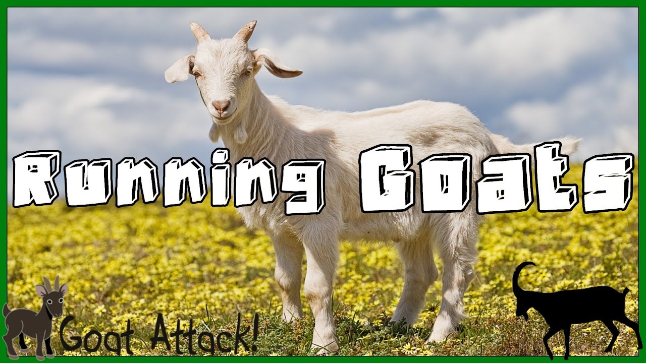 GOAT ATTACK!