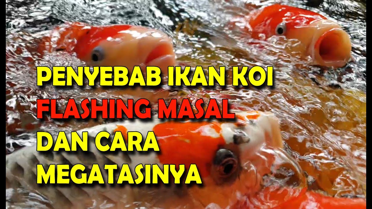 PENYEBAB IKAN KOI FLASHING DAN CARA MENGATASINYA