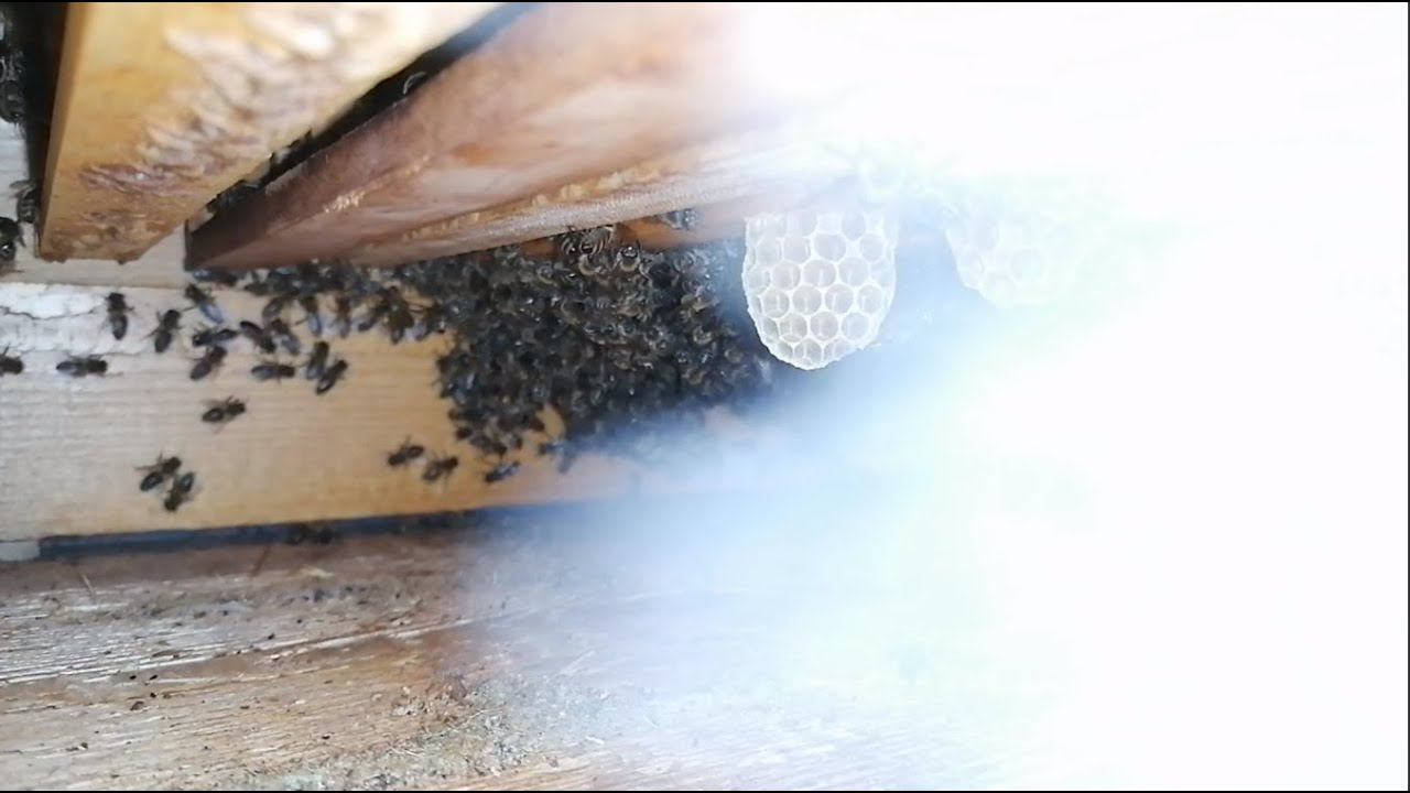 Oxalsäureverdampfung Blick in die Beute mit Bienen | Geoxal