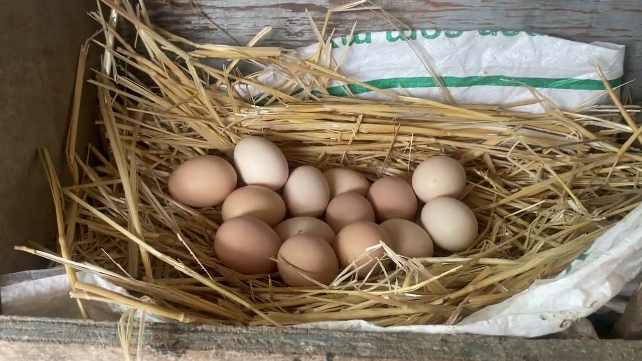 Guajolotitos naciendo!🐣 ya se echó la guajolota blanca 🥚🦃 y tenemos muchos huevos de guajolota 😳🥚🥚🦃🦃