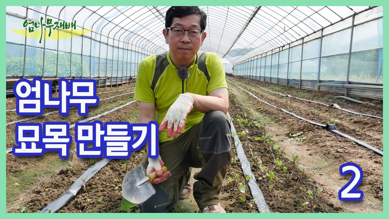 엄나무 묘목 만들기 2