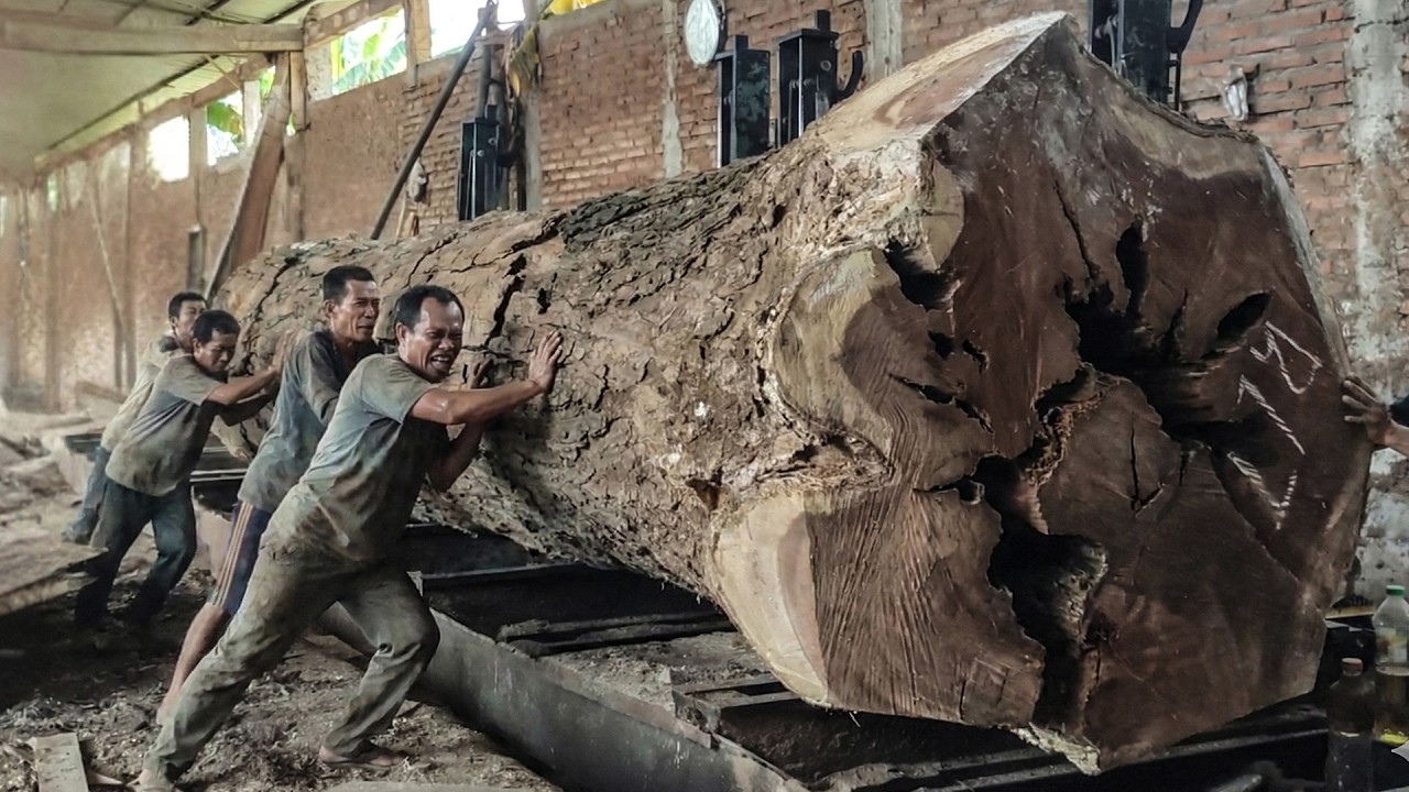 SHOCKING MOMENT! Massive Redwood Reveals Its Hidden Beauty the Second It’s Cut