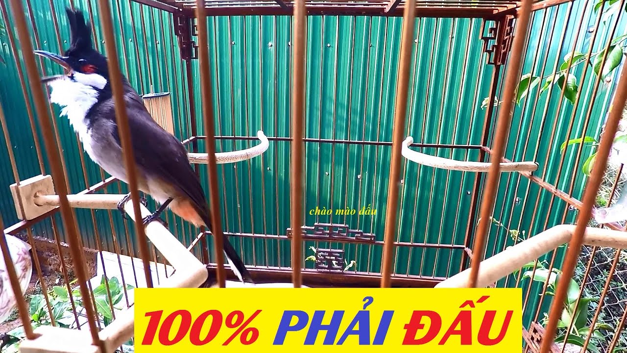 kích chào mào đấu hót | chào mào đấu | red-whiskered bulbul | birds | bulbul bird | นก ปรอด หัวโขน