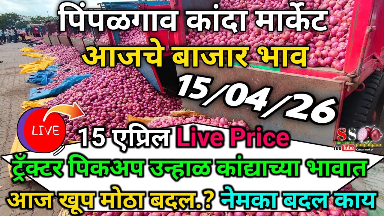 Pimpalgaon Onion Market Price Today:Latest Rates And Insights 15 April 2025