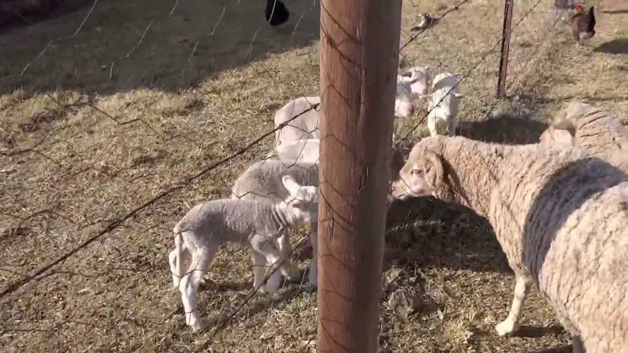 Baby sheep get excited when they see their mama's