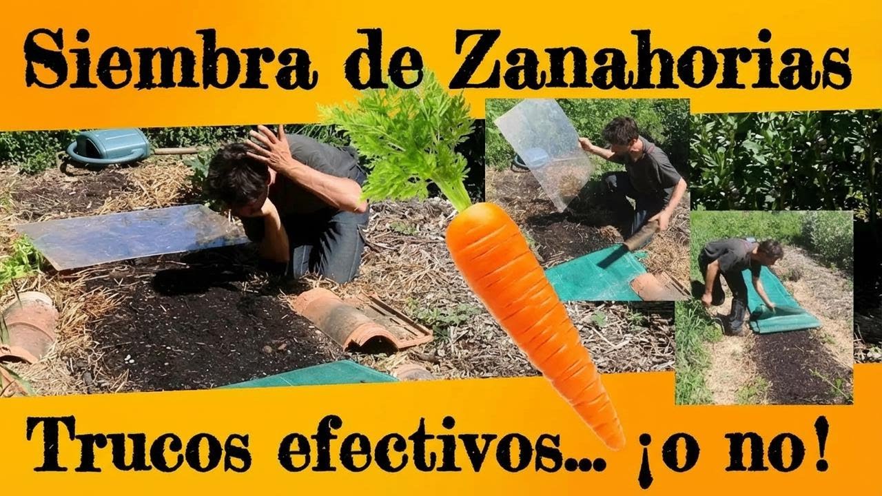 ¿Cómo lograr que tus zanahorias germinen? ¡Trucos que sí funcionan... o tal vez no!