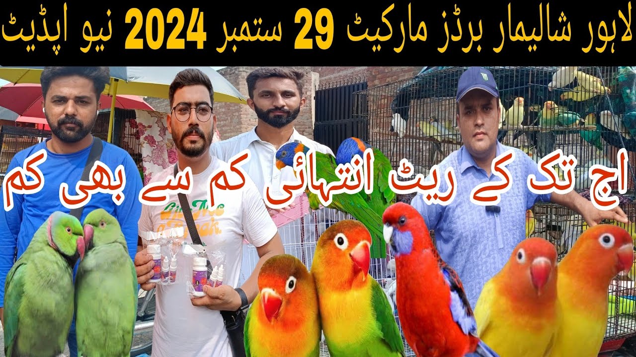 لاہور شالیمار برڈز مارکیٹ کےاج تک کے انتہائی کم سے بھی کم ریٹ نیو اپڈیٹ@Ranapets #birds