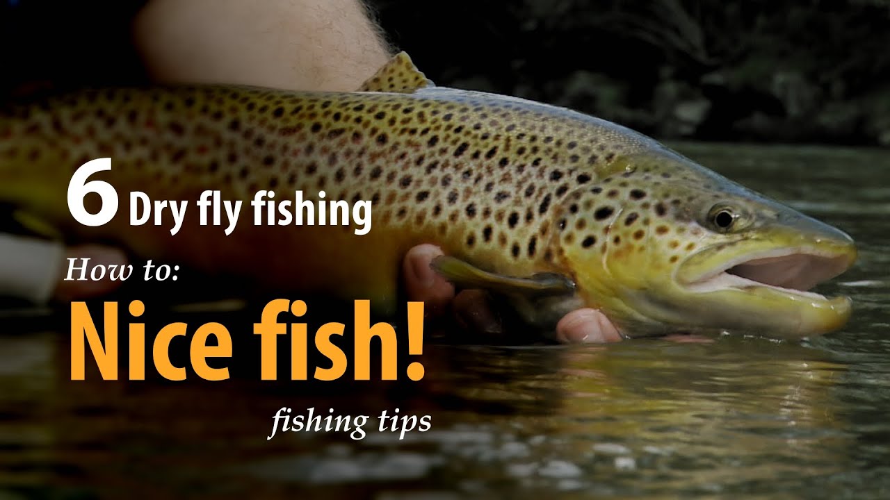 How to • Dry fly fishing • Nice fish! • fishing tips