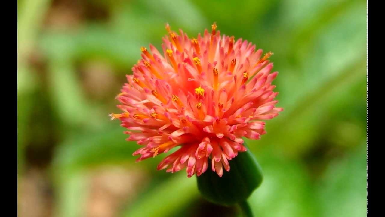 Flores. Formas y colores. / Flowers. Shapes and colors. / Flores. Formas e cores. - Slideshow