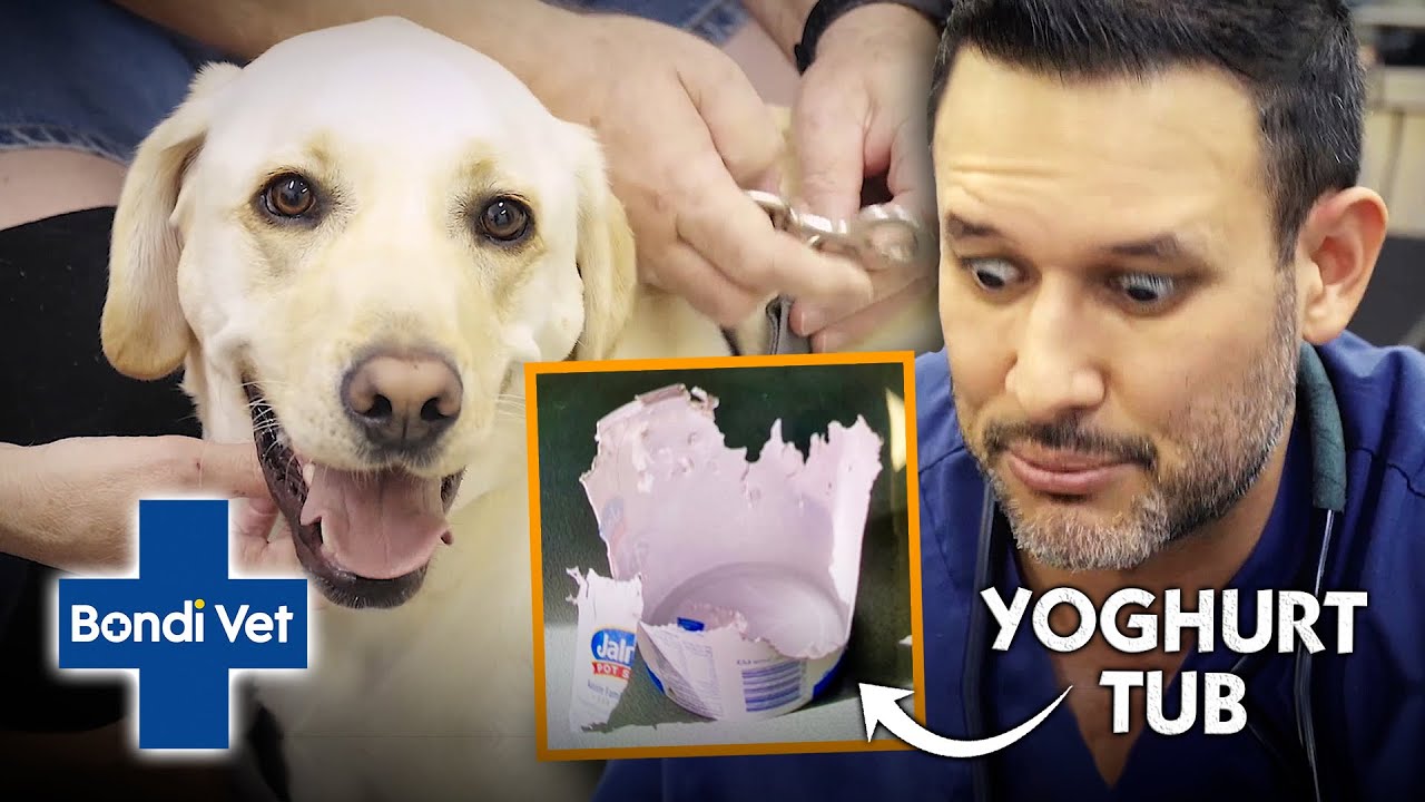 Greedy Labrador in Danger From Eating Plastic Yoghurt Container | Full Episode | E38 | Bondi Vet
