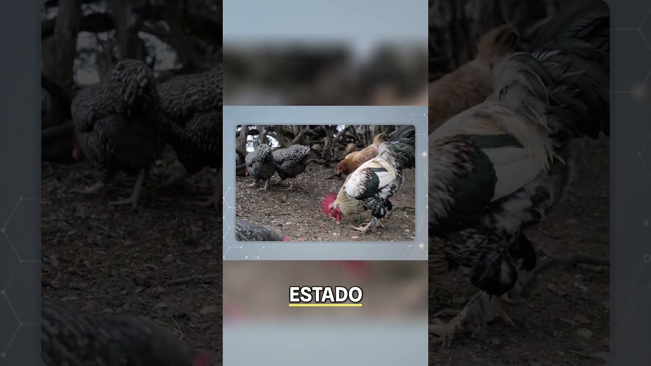 Ar&aacute;bia Saudita Reabre Importa&ccedil;&atilde;o de Carne do Rio Grande do Sul! #shorts