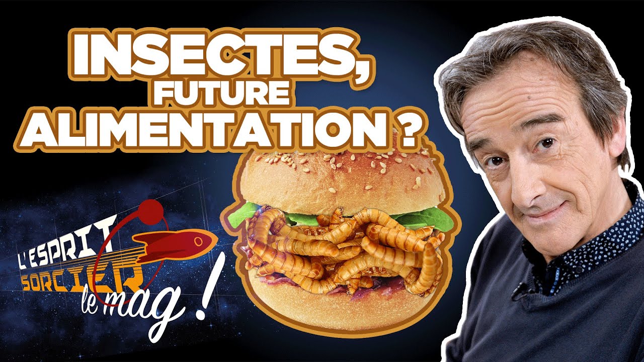 Insectes : le repas de demain - L'Esprit Sorcier, le mag avec Fred Courant