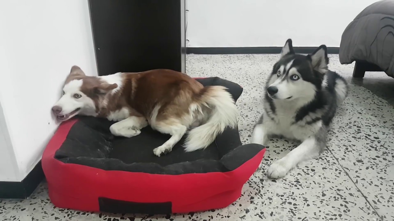 🦊 Chloe Da A Luz Sus 7 Cachorros 🐺 Vida Husky  🐕 Max & Chloe 🐾