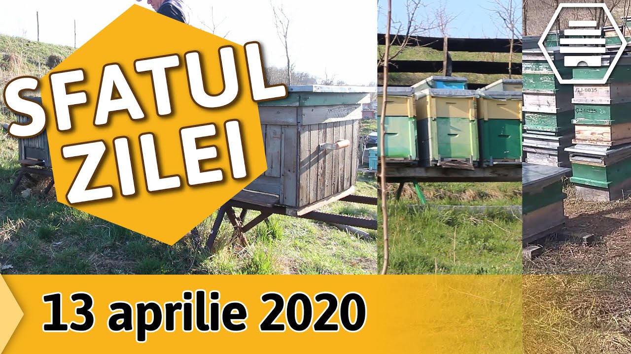 Cel mai bun model de stup [Sfatul zilei - 13 aprilie 2020]