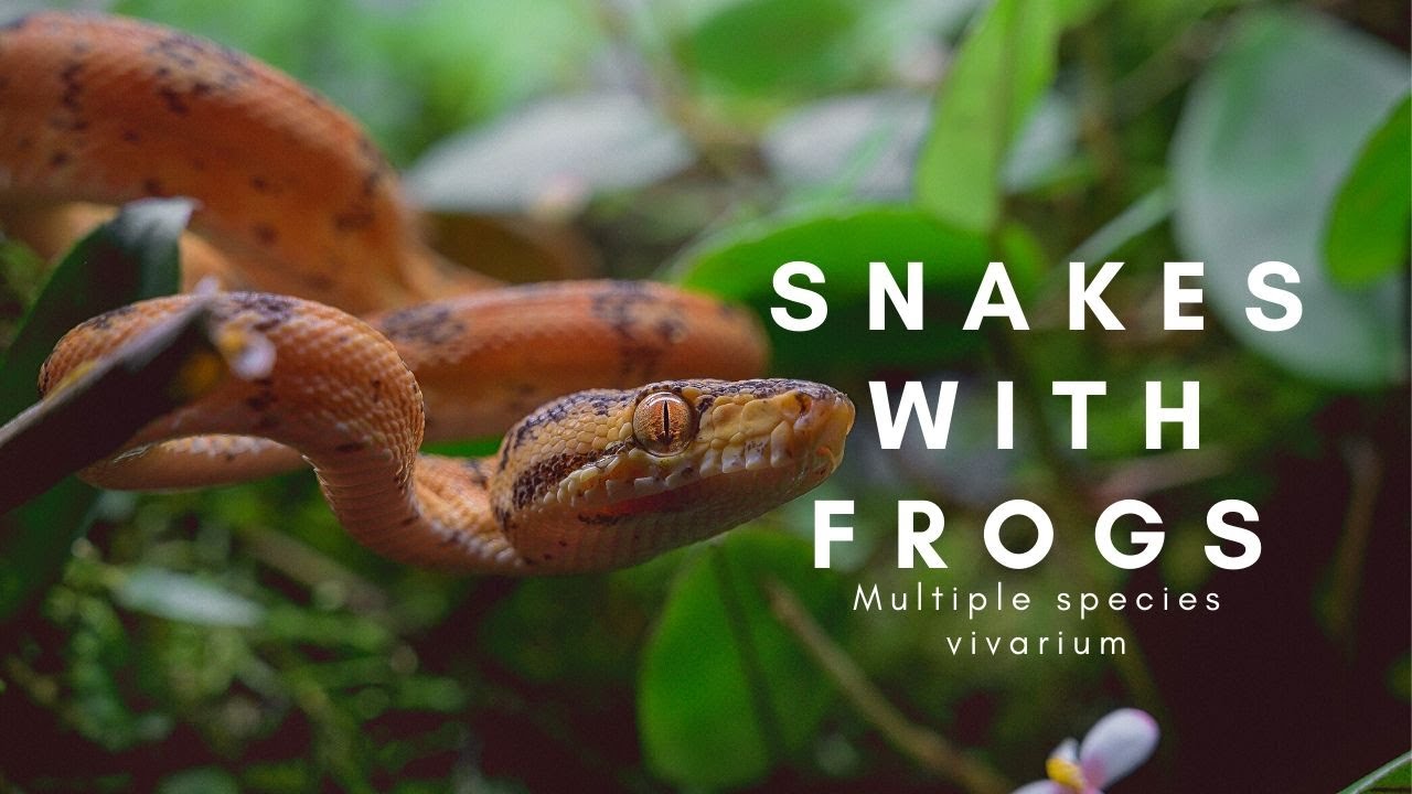 Poison Dart Frogs and Amazon Tree Boas in a Naturalistic Vivarium