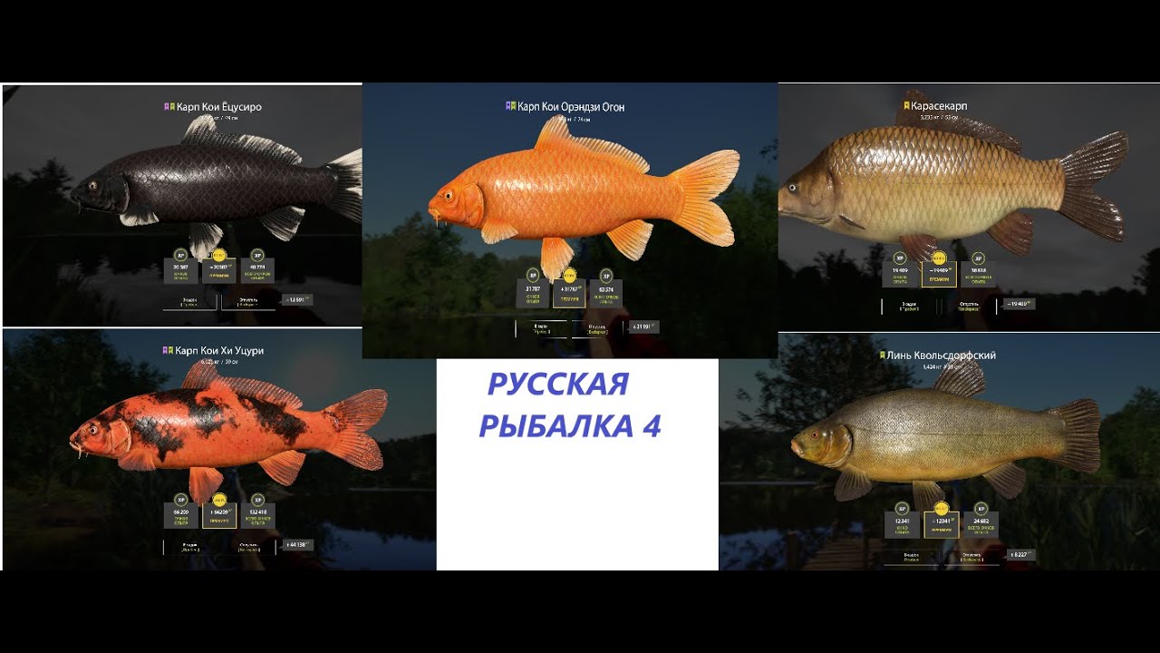 РУССКАЯ РЫБАЛКА 4. ФАРМ СЕРЕБРА ДЛЯ ПОКУПКИ КАТУШКИ.