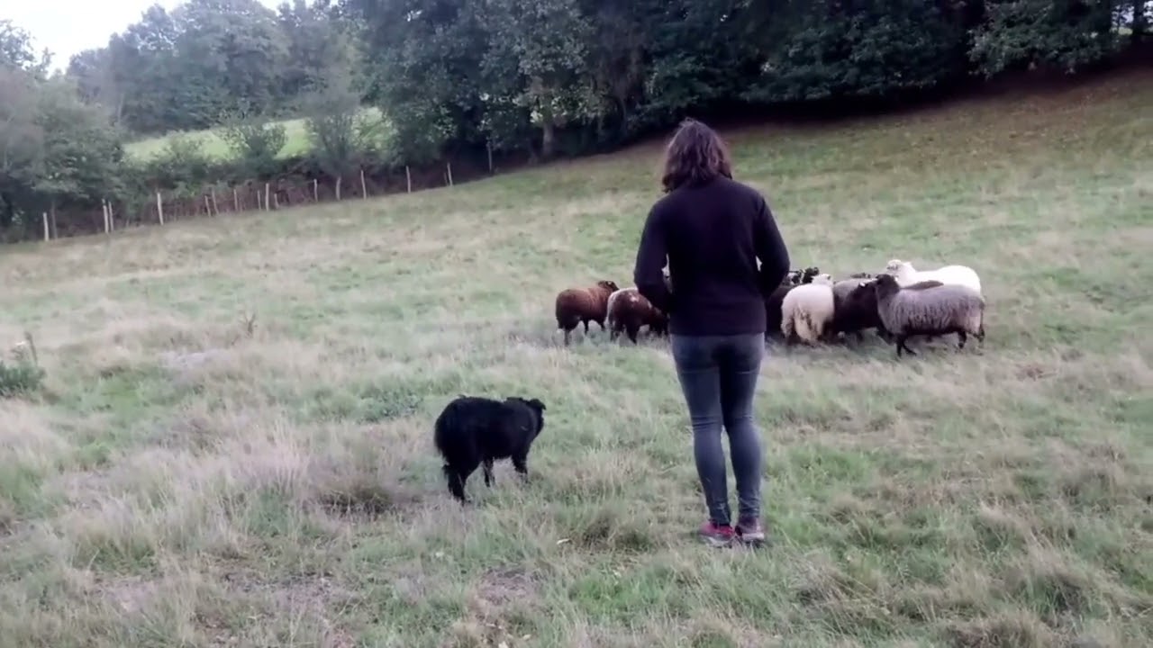 Lass - working border collie