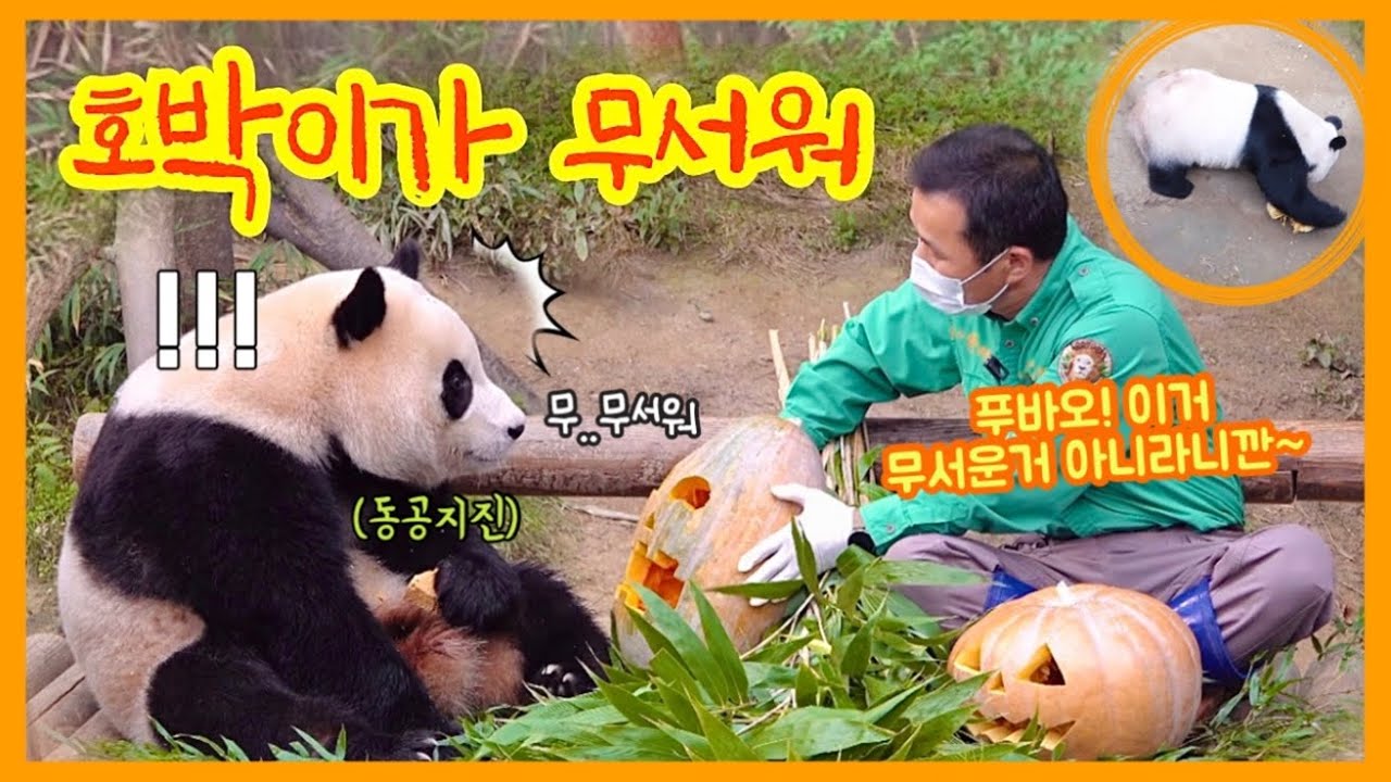 [ep.151] (혹시 이거 기다리신분.....?) 호박이가 무서워 뒷걸음질 치는 푸바오와🧡 호박맛 사과로 단단히 뿔나신 뛰뛰빵빵 아여사님🚗🔥/ 에버랜드 판다월드