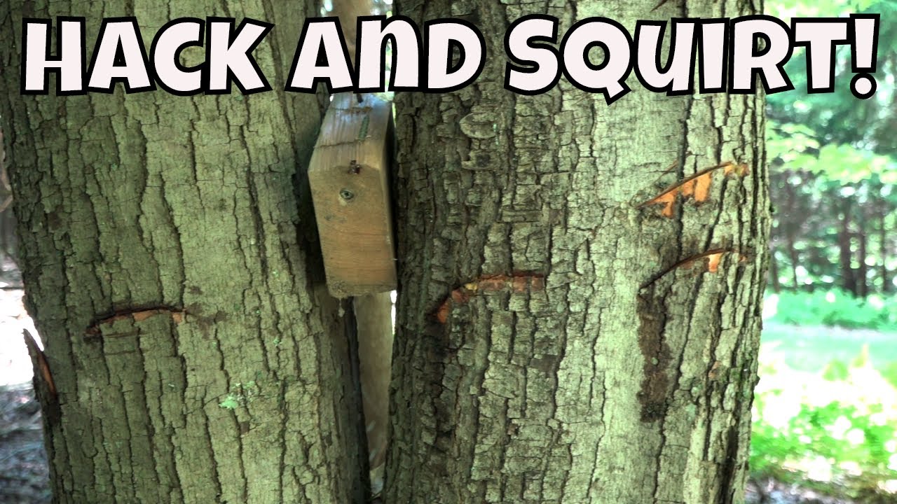 Hack And Squirt Herbicide Treatment To Ki*l Trees ( BARK INJECTION)
