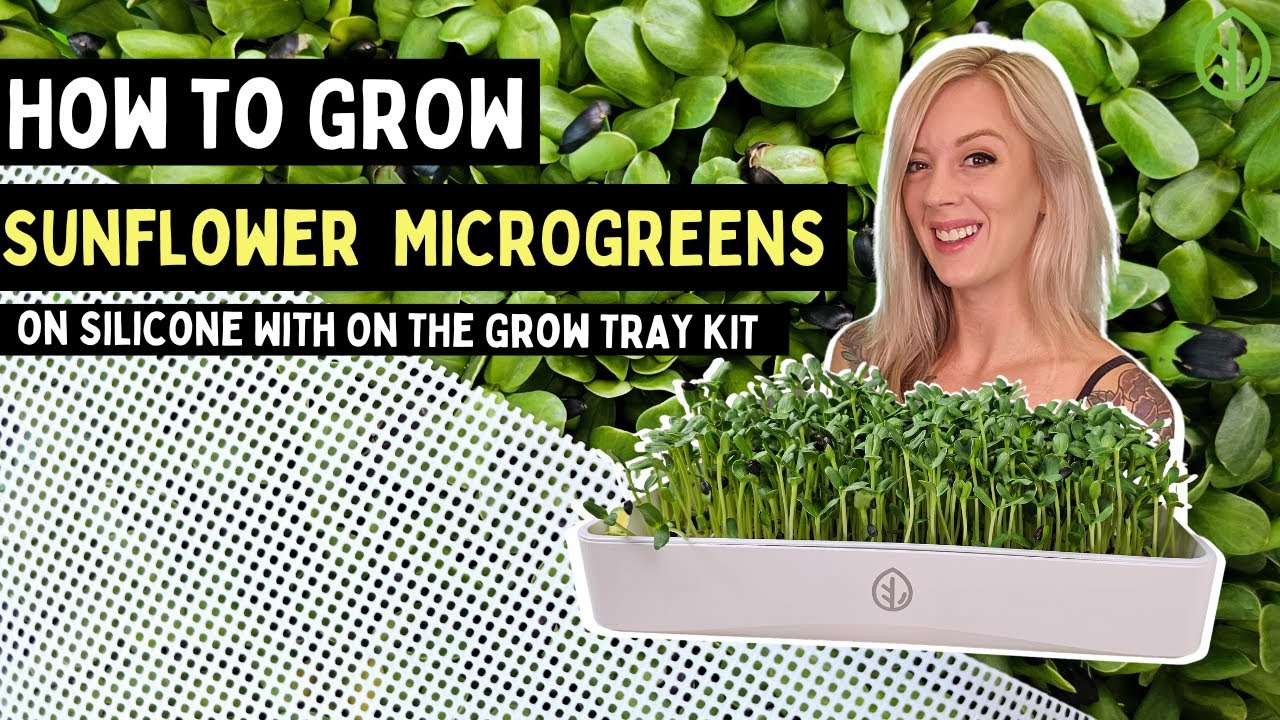Grow Sunflower Microgreens Without Soil at Home: Simple Steps