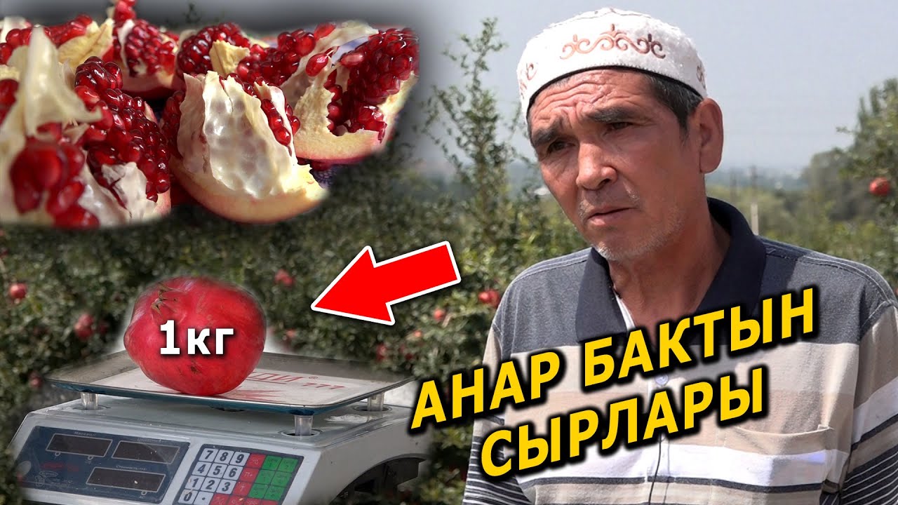 АНАР эксең ЖЫРГАЙСЫН || БЫШСА сатып ПУЛДАЙСЫҢ