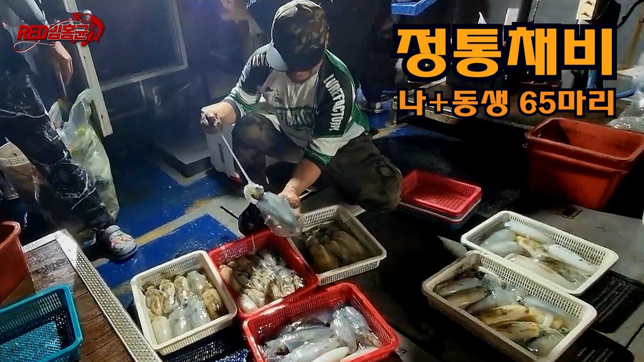 무늬오징어팁런낚시 - 정통채비 100마리중 둘이서 65마리 이거면 끝이지 イカを釣ってしまった