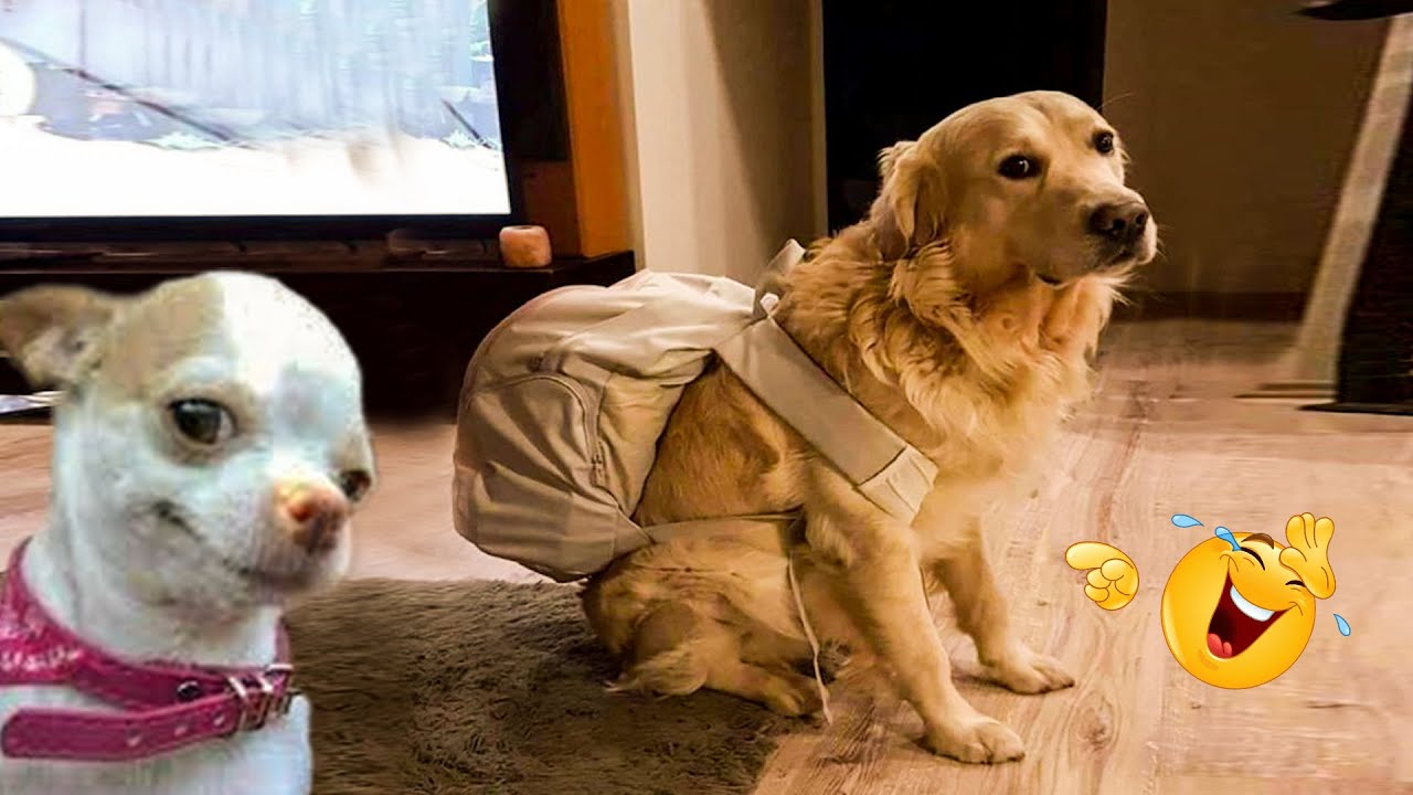 The Best Funny Animal Videos Make You Unable To Stop Laughing  😂 😂Funniest Cats And Dogs Videos 😂