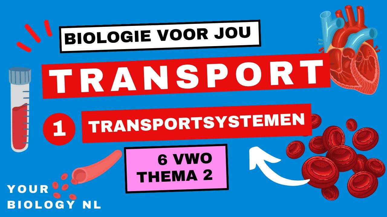 6 vwo | Transport | 1 | Transportsystemen & Embryonale bloedsomloop