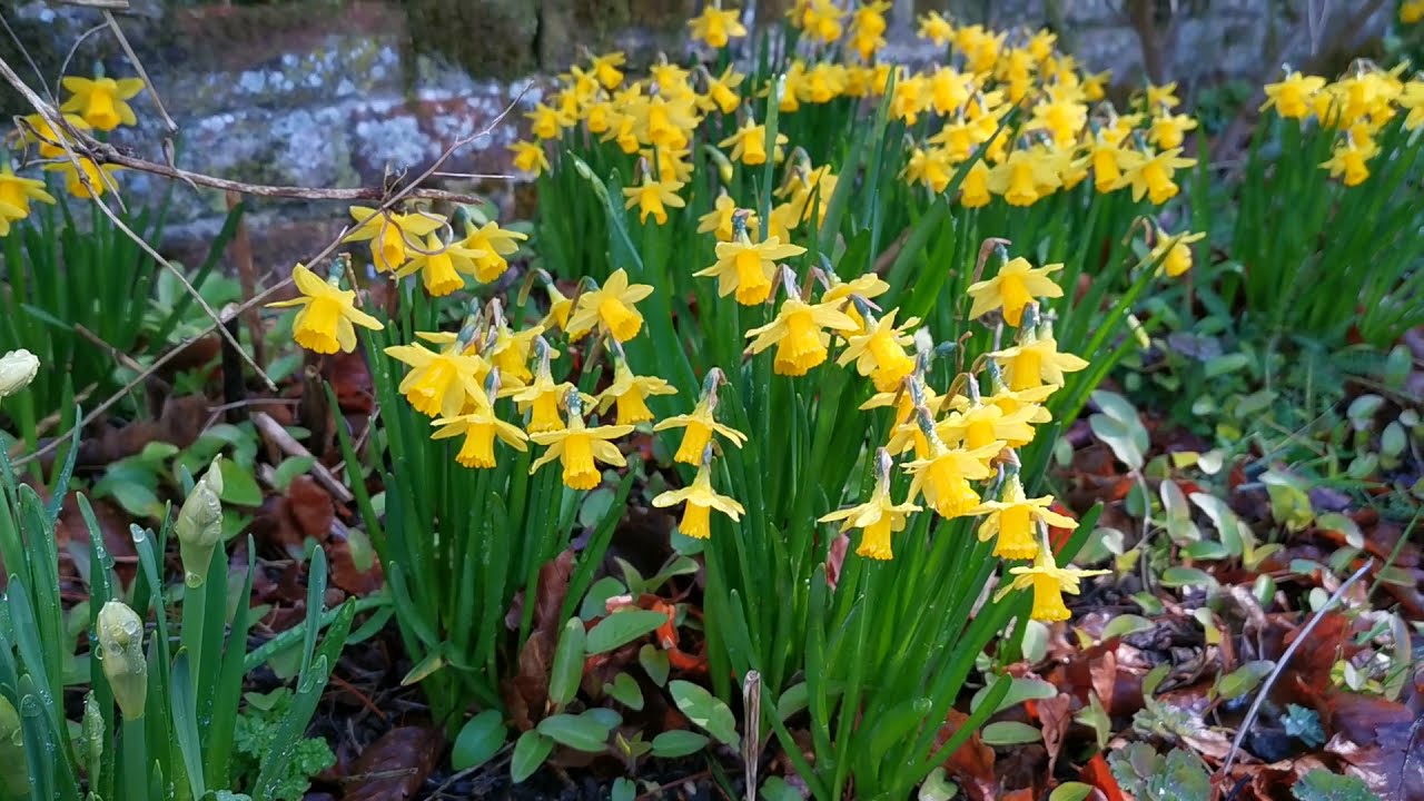 Spring Cottage Garden Tour