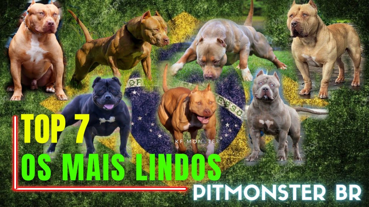 OS MELHORES PITMONSTER DA ATUALIDADE BR | Rotina Dog