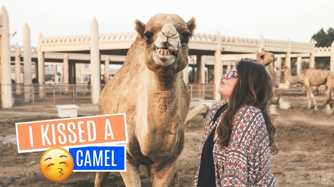 I KISSED A CAMEL | Bahrain Royal Camel Farm (Bahrain Vlog)