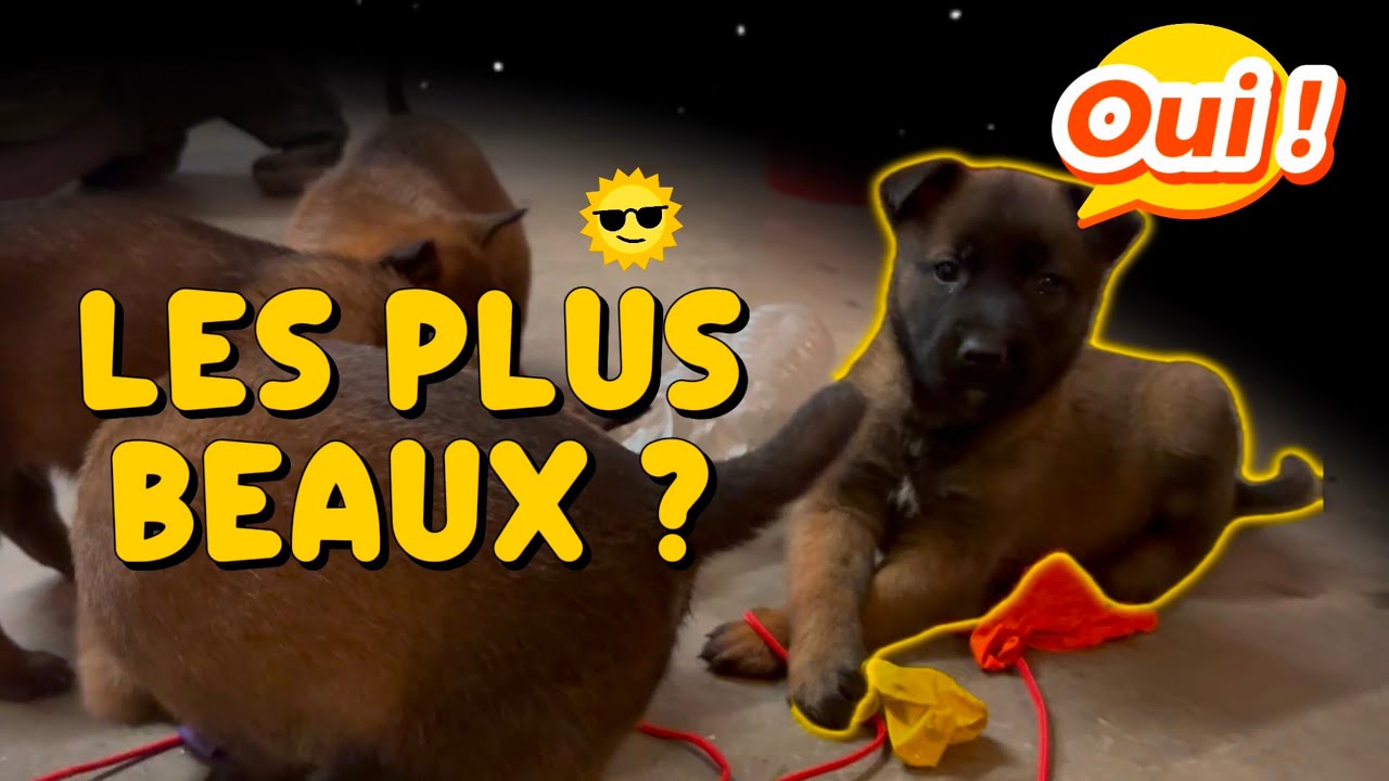 Nos chiots malinois jouent dans notre local technique - exploration et découverte