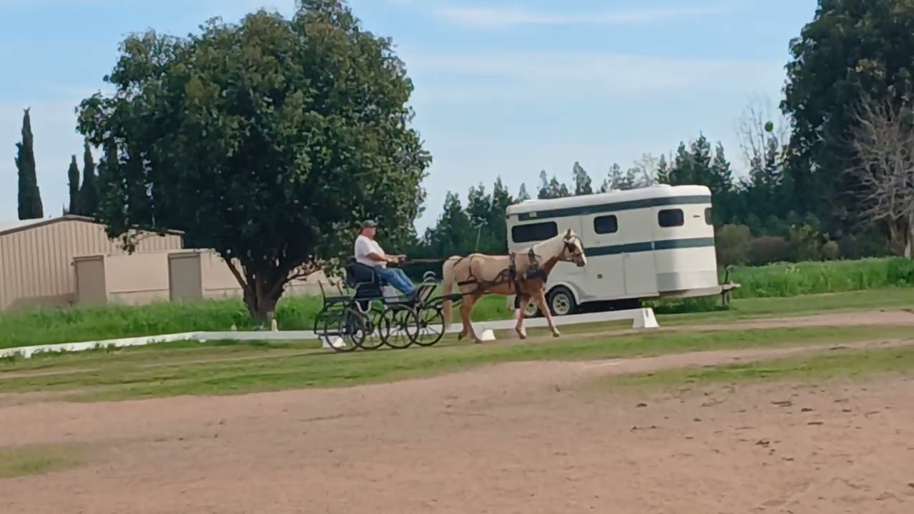 Mo, a three year old quarter/Arabian horse, practicing training test A. 