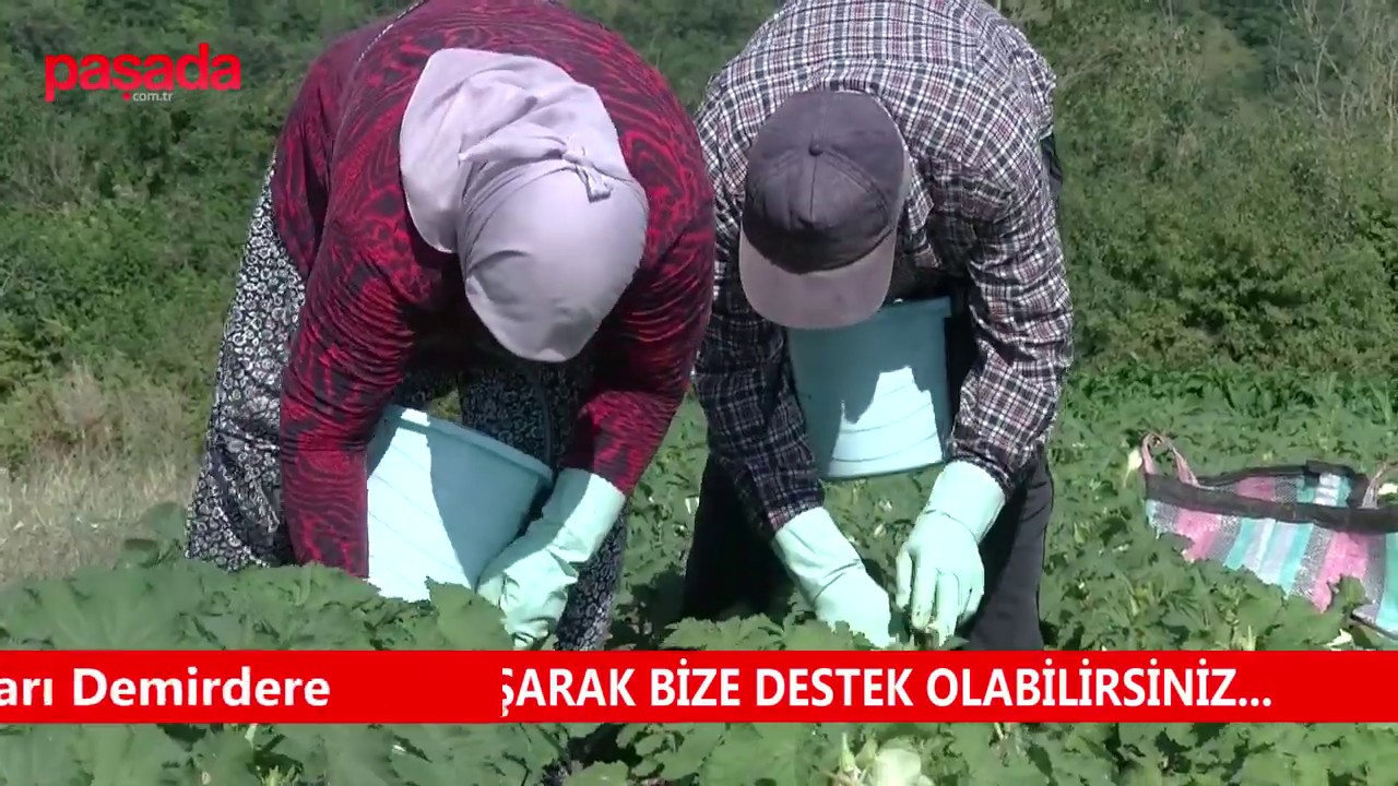 Mustafakemalpaşa'da Bamya Diyarı Demirdere