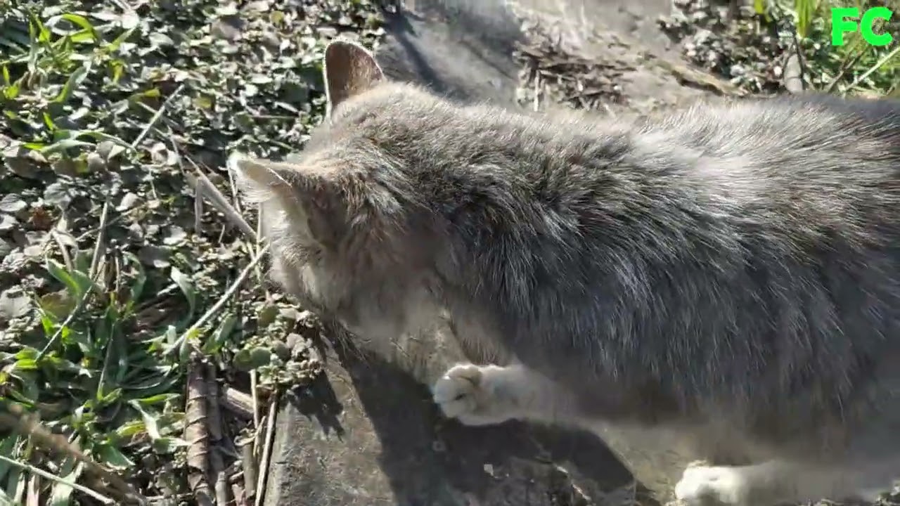 FERAL CATS  113