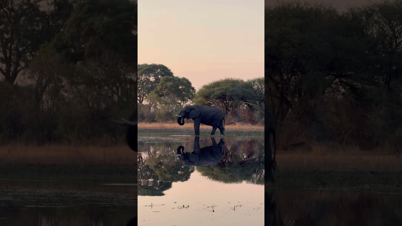 The Okavango Delta #botswana #elephant #okavango