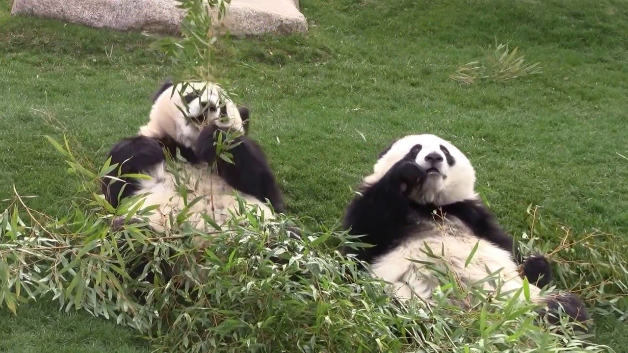 #3-27 Feb 2016 Ouhin and Touhin at Adventure world, Wakayama, Japan
