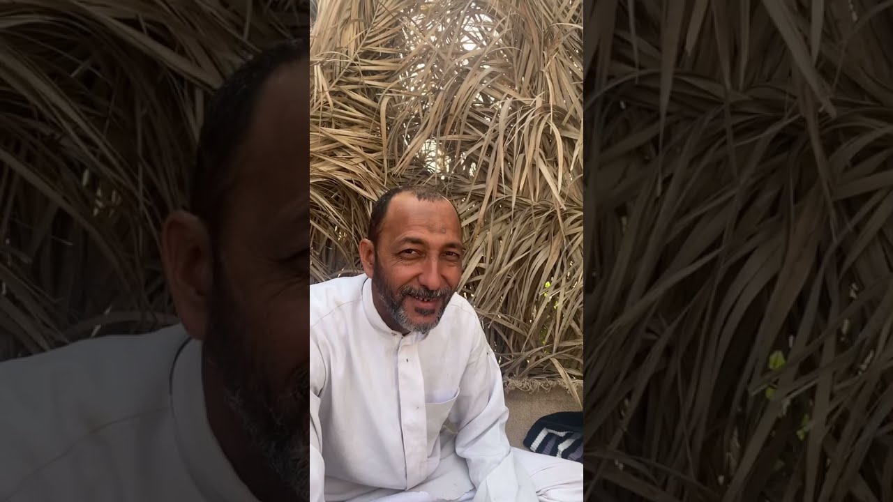 زراعة وحصاد الرشاد الحساوي والمزارع عدنان الشبيب بوحيدر
